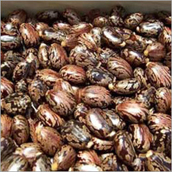 Castor Seeds