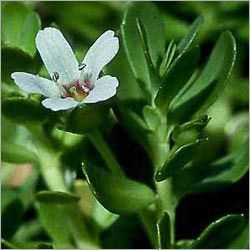 Bacopa Monniera