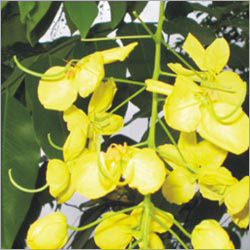 Cassia Fistula