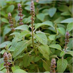 Coleus Forskohli