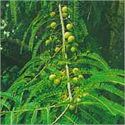 Emblica Officinalis