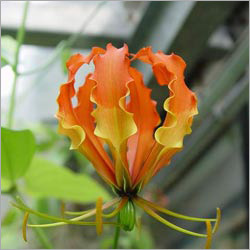 Gloriosa Superba