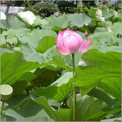 Nelumbo Nucifera