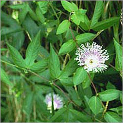 Passiflora Incarnate