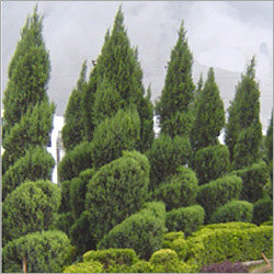 Expert Horticulture Services