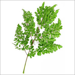Moringa Leaves