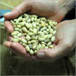 Neem Seeds