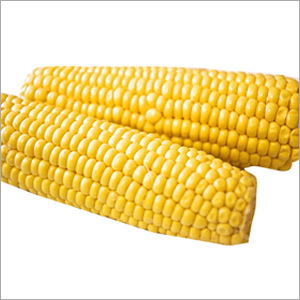Yellow Corn