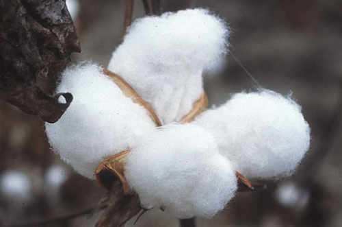 Cotton Ginning Mill's Bearing