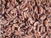 Psyllium
