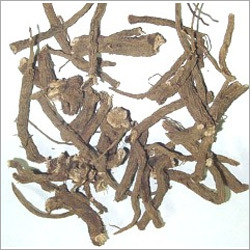 Coleus Soft Extract - Oil