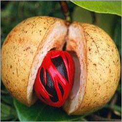 Nutmeg Essential Oil
