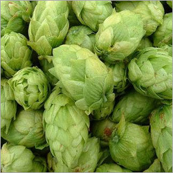 Hops Extract