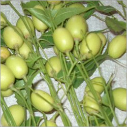 Neem Soft Extract