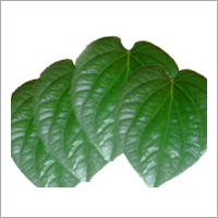 Betel Leaf