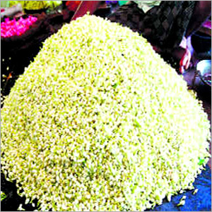 Jasmine Flowers