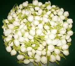 Jasmine flowers