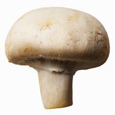 Fresh Mushroom