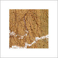 Rain Forest Gold Marble
