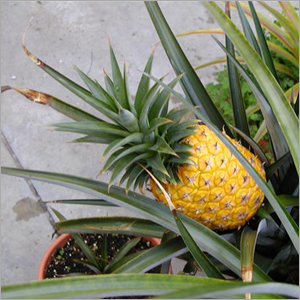 Pineapple Ripe