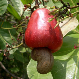 Cashew Fruit