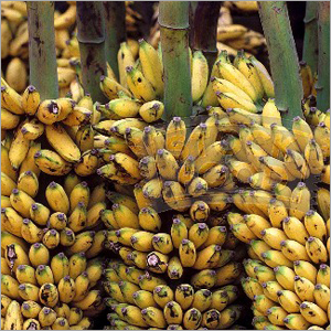 Bunches of Yellow Bananas