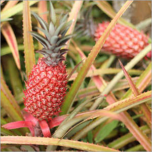Pineapple