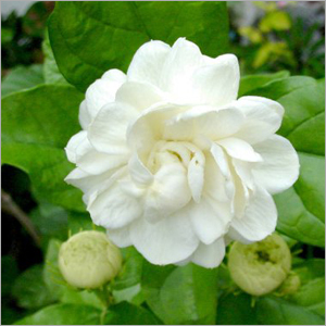 Jasmine