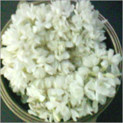 Plant, Flowers & Dried Flowers