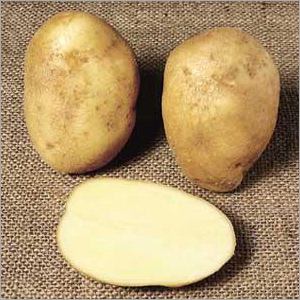 Potato