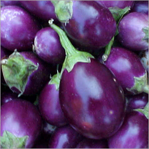 Brinjal