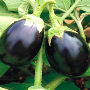 Brinjal