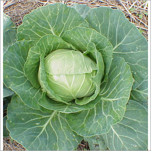 Cabbage
