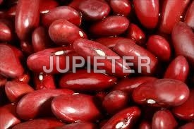 Soya Beans