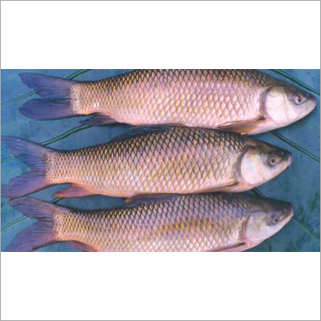 Rohu Fish