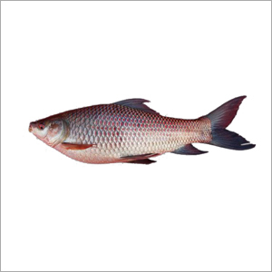Frozen Fresh Water Rohu Carp Fish