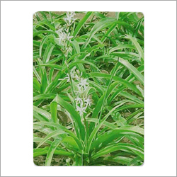 Safed Musli Tissue Culture Plants