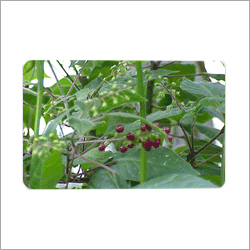 Patchouli Tissue Culture Plants