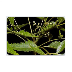 Tissue Culture Plants