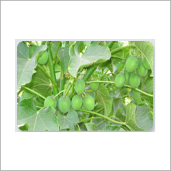 Jatropha Tissue Culture Plants