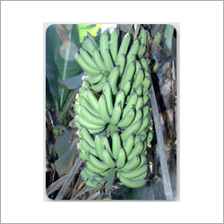 Banana Tissue Culture Plants