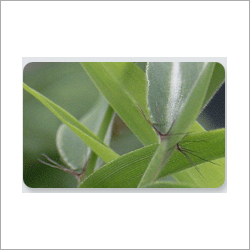 Bamboo Tissue Culture Plants