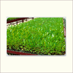 Acacia Mangium Tissue Culture Plants