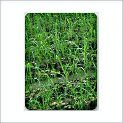 Sugarcane Tissue Culture Plants