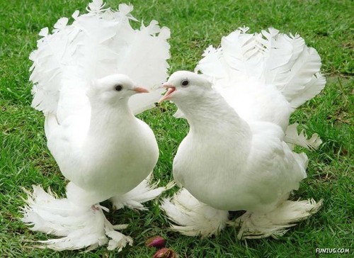 Royal pigeon