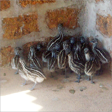 Healthy EMU Chicks