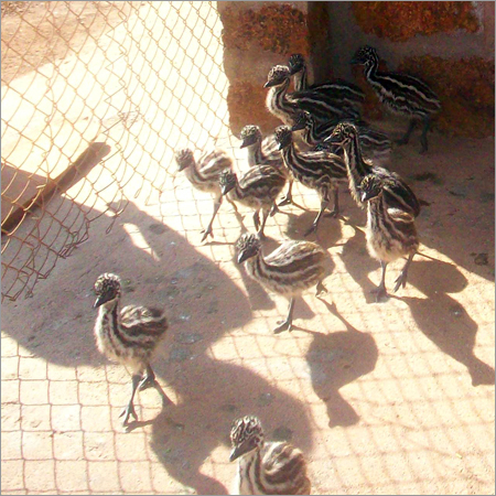 High Breed EMU Chicks