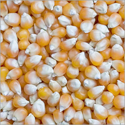 Maize