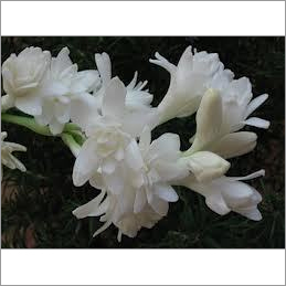 Tuberose Absolute Oil Tuberose Absolute Oil