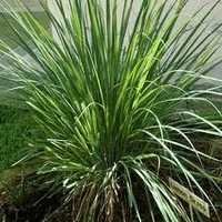 Lemongrass Essential Oil - 100% Pure, 10ml To 25kg | Strong Odor, Versatile Uses In Skincare And Aromatherapy, Blends Well With Basil And Lavender